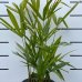 Palma konopná (Trachycarpus fortunei), výška: 60-80 cm, kont. C5L - 4 až 5 paliem v jednom kvetináči (-17°C) 